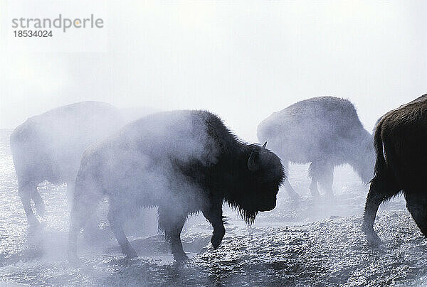 Amerikanischer Bison (Bison bison) im Morgennebel im Yellowstone National Park; Vereinigte Staaten von Amerika