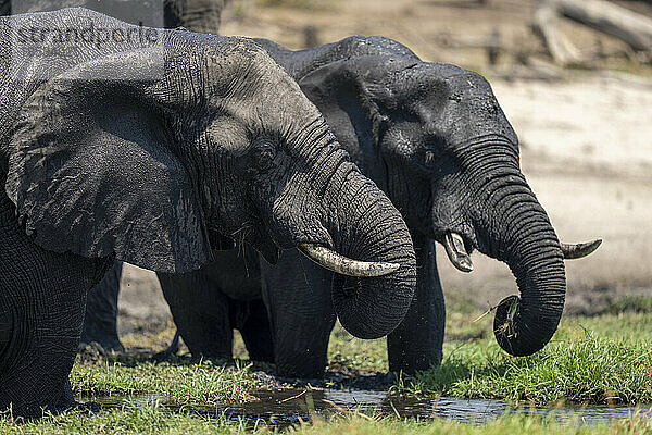 Nahaufnahme von zwei afrikanischen Elefanten (Loxodonta africana)  die im Chobe-Nationalpark Gras fressen; Chobe  Botsuana