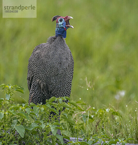 Männlicher Helmperlhuhn (Numida meleagris) gibt einen Warnruf an den Rest der Herde ab; Okavango-Delta  Botsuana