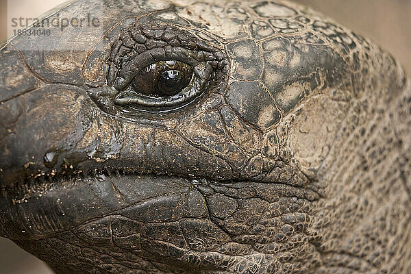 Nahaufnahme des Gesichts einer Riesenschildkröte; Seychellen