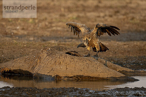 Weißrückengeier (Gyps africanus) landet auf einem Kadaver in einem Wasserloch im Chobe-Nationalpark; Chobe  Botsuana