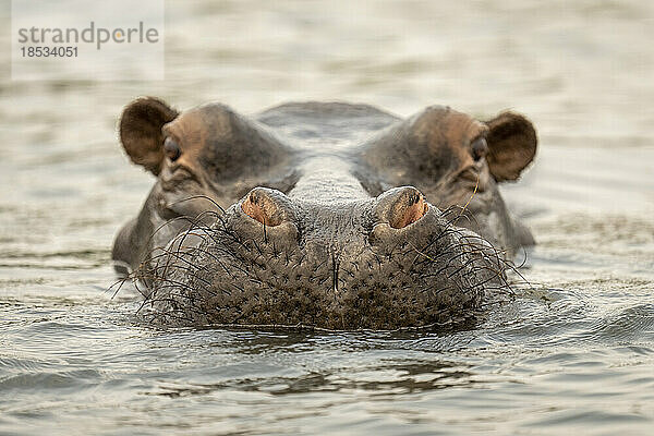 Flusspferd (Hippopotamus amphibius) steht im ruhigen Fluss mit Blick auf die Kamera im Chobe-Nationalpark; Chobe  Botsuana