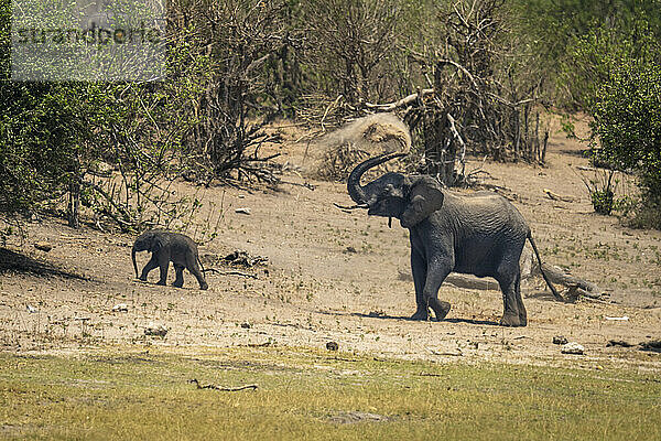 Afrikanischer Buschelefant (Loxodonta africana) steht neben seinem Kalb  das Staub sprüht  im Chobe-Nationalpark; Chobe  Botsuana