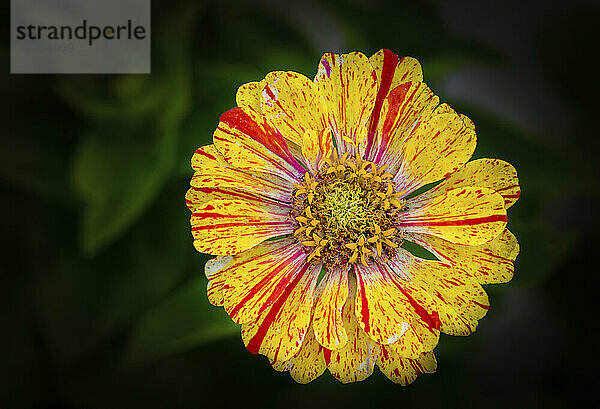 Nahaufnahme einer gelben Blume mit roten Streifen; Calgary  Alberta  Kanada