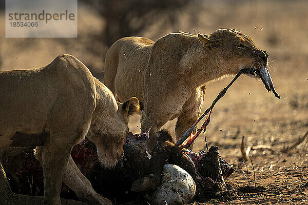 Löwin (Panthera leo) reißt neben einem anderen Büffel im Chobe-Nationalpark Eingeweide heraus; Chobe  Botsuana