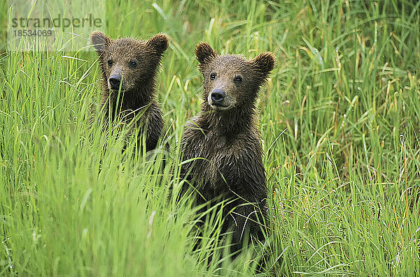 Alaskanische Braunbärenjunge (Ursus arctos gyas) warten im hohen Gras auf ihre Mutter; Alaska  Vereinigte Staaten von Amerika