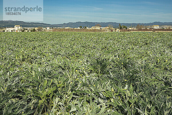 Grünes Laub von Artischocken (Cynara cardunculus var. scolymus)  die im Winter auf einem Feld wachsen  und Häuser einer Bauerngemeinde im Hintergrund mit den Silhouetten der Berge vor einem blauen Himmel; Benissanet  Tarragona  Spanien