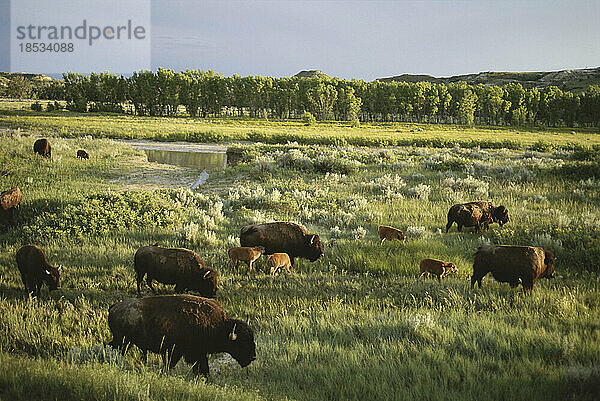 Wisente (Bison bison) grasen im Theodore Roosevelt National Park; North Dakota  Vereinigte Staaten von Amerika