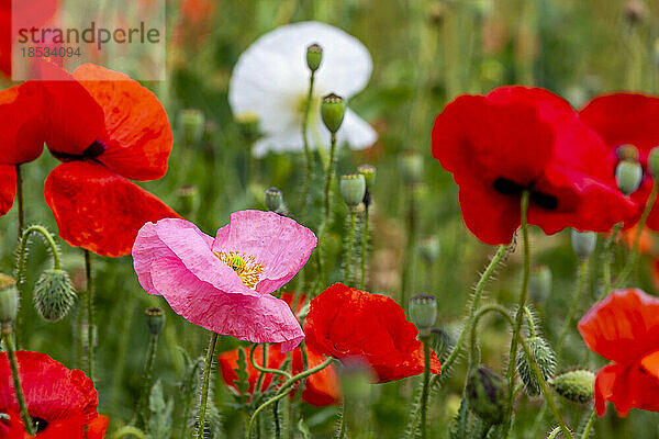 Nahaufnahme eines rosafarbenen Mohns zwischen roten Mohnblumen (Papaveroideae); Calgary  Alberta  Kanada