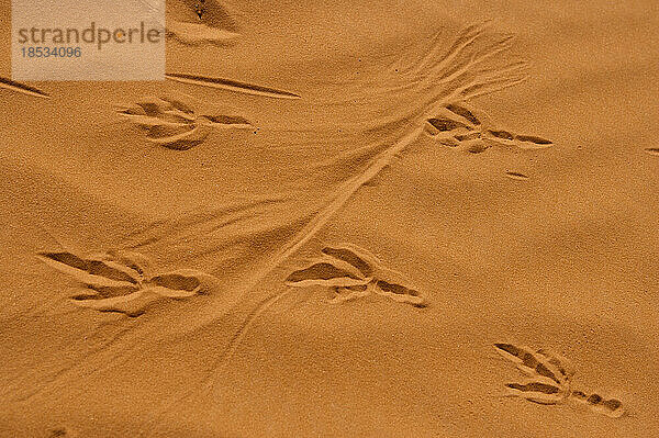 Roadrunner-Spuren im Sand am Lake Powell  Glen Canyon National Recreation Area  Utah  USA; Utah  Vereinigte Staaten von Amerika