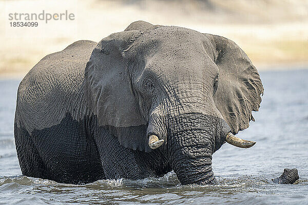 Afrikanischer Elefant (Loxodonta africana) steht im Fluss und beobachtet die Kamera  Chobe National Park; Chobe  Botswana