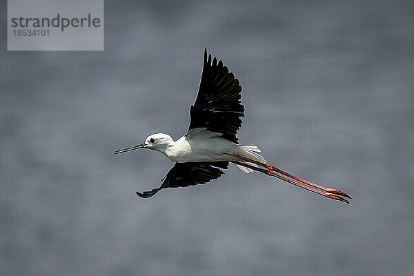 Schwarzflügel-Stelzenläufer (Himantopus himantopus) fliegt mit ausgebreiteten Flügeln über den Fluss im Chobe-Nationalpark; Chobe  Botsuana