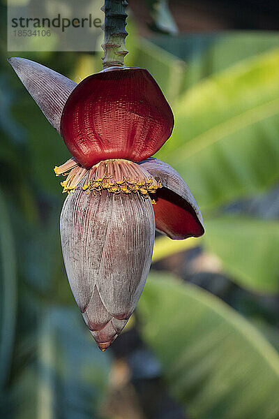 Nahaufnahme einer Bananenblüte; Myanmar