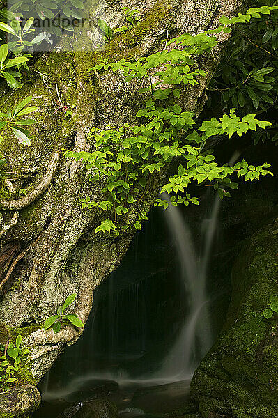 Wasserfall hinter einem gewundenen  knorrigen Baumstamm im Great Smoky Mountains National Park  Tennessee  USA; Tennessee  Vereinigte Staaten von Amerika