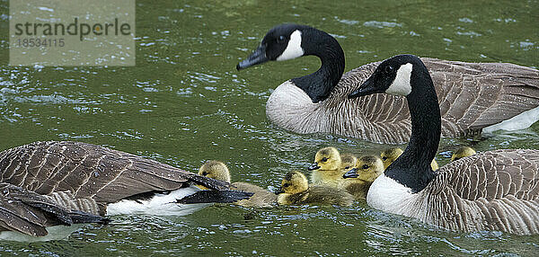 Gemeinsam schwimmende Kanadagänse und Gänseküken (Branta canadensis); Neuseeland