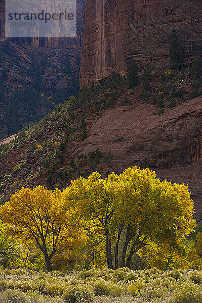 Baumwollbäume in Herbstfarben im Canyon de Chelly National Monument  Arizona  USA; Arizona  Vereinigte Staaten von Amerika