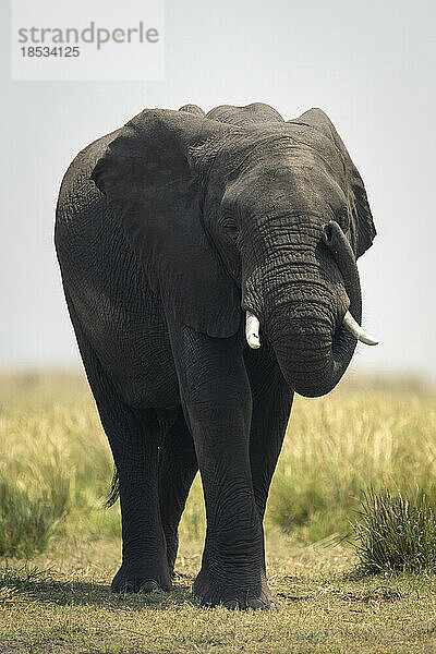 Afrikanischer Elefant (Loxodonta africana) steht und rollt den Rüssel um die Stoßzähne  Chobe-Nationalpark; Chobe  Botswana