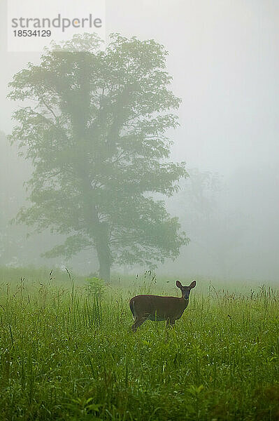 Weißwedelhirsch (Odocoileus virginianus) stehend im Nebel in Cades Cove  Great Smoky Mountains National Park  Tennessee  USA; Tennessee  Vereinigte Staaten von Amerika