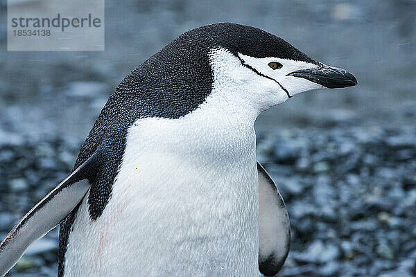 Nahaufnahme eines Zügelpinguins (Pygoscelis antarcticus) auf der Halbmondinsel; Antarktis