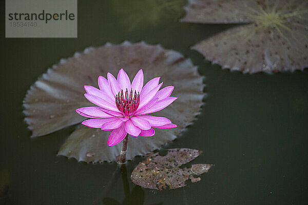 Lotusblume in einem Teich in Angkor Wat; Siem Reap  Angkor  Kambodscha