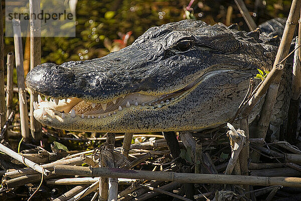 Nahaufnahme des Kopfes eines amerikanischen Alligators (Alligator mississippiensis) im Everglades National Park  Florida  USA; Florida  Vereinigte Staaten von Amerika