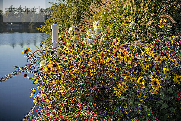 Blüten in einem Garten am Wasser; Victoria  British Columbia  Kanada