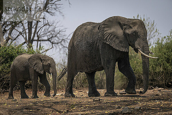 Zwei afrikanische Buschelefanten (Loxodonta africana) laufen durch die Büsche im Chobe-Nationalpark; Chobe  Botswana