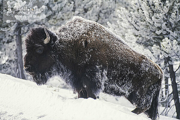 Porträt eines frostigen amerikanischen Bisons (Bison bison) im Schnee im Yellowstone-Nationalpark  USA; Vereinigte Staaten von Amerika