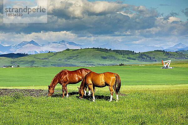 Zwei Pferde (Equus ferus caballus) grasen auf einem grünen Feld mit einem Pumpjack  sanften Hügeln und einer Bergkette im Hintergrund  nördlich von Longview  Alberta; Alberta  Kanada