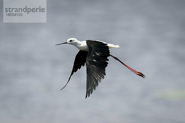 Schwarzflügel-Stelzenläufer (Himantopus himantopus) fliegt mit gesenkten Flügeln über den Fluss im Chobe-Nationalpark; Chobe  Botsuana