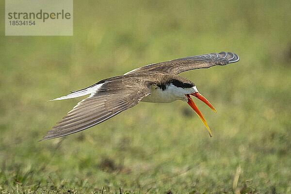 Afrikanischer Scherenschnabel (Rynchops flavirostris) fliegt über Gras und öffnet den Schnabel im Chobe-Nationalpark; Chobe  Botswana