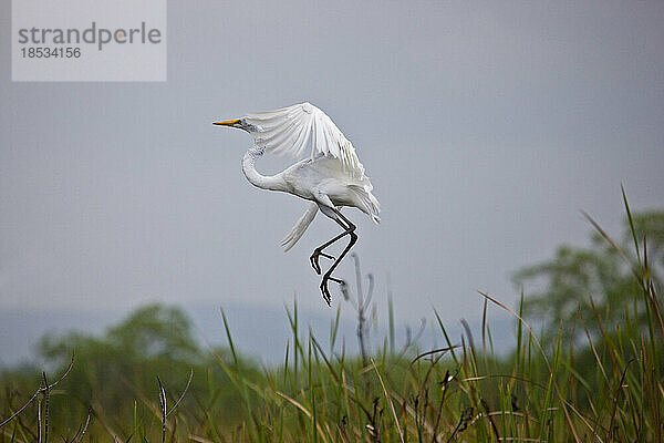 Silberreiher (Ardea alba) beim Abflug; Bluefields  Jamaika  Westindien