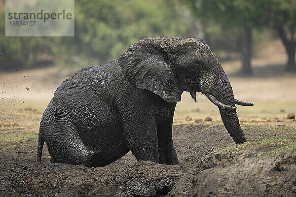 Afrikanischer Buschelefant (Loxodonta africana) sitzt in einer schlammigen Suhle im Chobe-Nationalpark; Chobe  Botswana