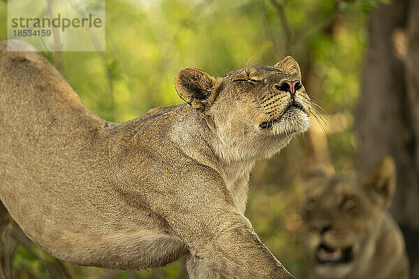 Nahaufnahme einer Löwin (Panthera leo)  die sich mit geschlossenen Augen im Chobe National Park streckt; Chobe  Botswana