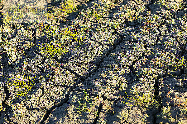 Nahaufnahme des rissigen Bodens mit kleinen Pflanzen in einem Getreidefeld als Folge der monatelangen Trockenheit; Alcomdale  Alberta  Kanada