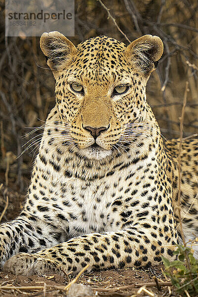 Nahaufnahme eines männlichen Leoparden (Panthera pardus)  der der Kamera zugewandt ist  im Chobe-Nationalpark; Chobe  Botswana