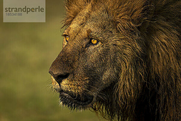 Nahaufnahme eines männlichen Löwen (Panthera leo) mit schmutzigem Gesicht im Chobe-Nationalpark; Chobe  Botswana