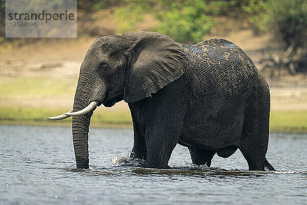 Afrikanischer Buschelefant (Loxodonta africana) watet durch einen ruhigen Fluss im Chobe National Park; Chobe  Botswana