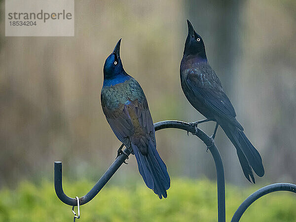 Ein Paar Grackles (Quiscalus quiscula) auf einem Vogelfutterhäuschen; Mystic  Connecticut  Vereinigte Staaten von Amerika