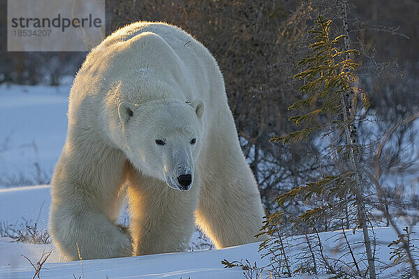 Eisbär (Ursus maritimus)  der zwischen Büschen auf Schnee läuft; Churchill  Manitoba  Kanada