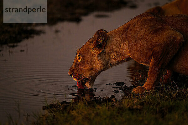 Nahaufnahme einer Löwin (Panthera leo)  die aus einem seichten Fluss im Chobe-Nationalpark trinkt; Chobe  Botswana