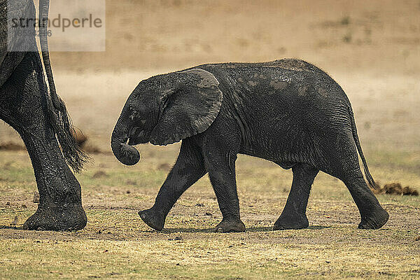 Das Kalb des Afrikanischen Buschelefanten (Loxodonta africana) folgt seiner Mutter auf der Flussaue im Chobe-Nationalpark; Chobe  Botsuana