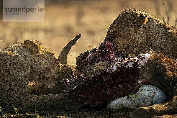 Nahaufnahme von zwei Löwinnen (Panthera leo)  die sich hinlegen und junge Büffel kauen  im Chobe-Nationalpark; Chobe  Botswana