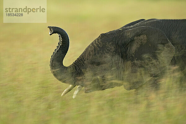 Elefant hebt seinen Rüssel hinter hohen Gräsern im Masai Mara National Reserve; Kenia