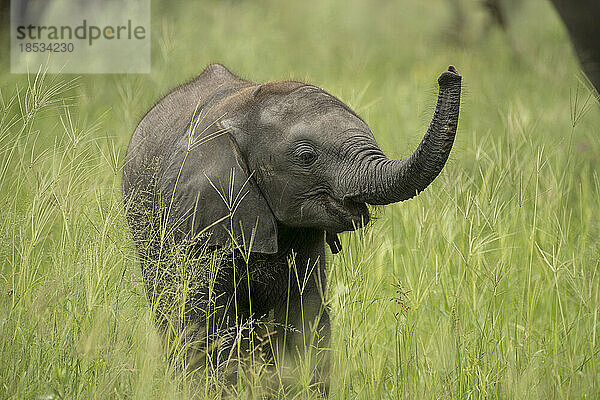 Porträt eines Elefantenkalbs (Loxodonta africana) mit erhobenem Rüssel; Okavango-Delta  Botsuana