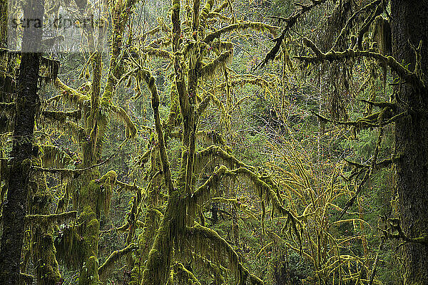 Moosbewachsene Bäume auf dem Hall of Mosses Trail im Hoh Rainforest im Olympic National Park  Washington  USA; Washington  Vereinigte Staaten von Amerika