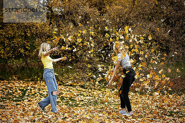 Zwei Mädchen im Teenageralter bewerfen sich gegenseitig mit Blättern und haben Spaß in einem Stadtpark an einem warmen Herbsttag; St. Albert  Alberta  Kanada.