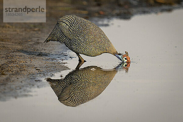 Helmperlhuhn (Numida meleagris) trinkt aus dem Fluss mit Spiegelbild im Wasser im Chobe-Nationalpark; Chobe  Botswana