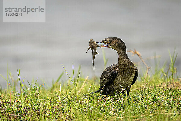 Schilfkormoran (Microcarbo africanus) am grasbewachsenen Flussufer hält Fisch im Chobe-Nationalpark; Chobe  Botswana