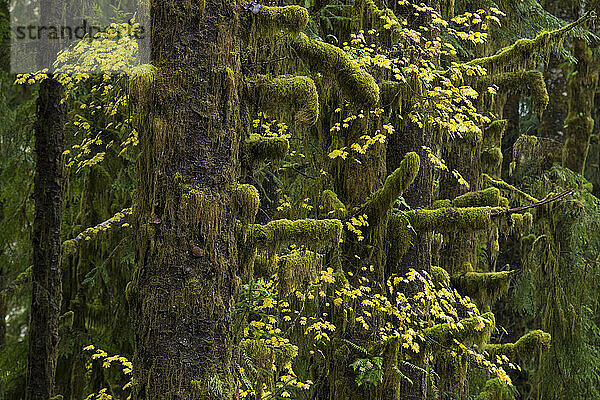 Gelbe Herbstfarben der Ahornbäume im Hemlockwald auf dem Hall of Mosses Trail im Hoh-Regenwald  Olympic National Park  Washington  USA; Washington  Vereinigte Staaten von Amerika